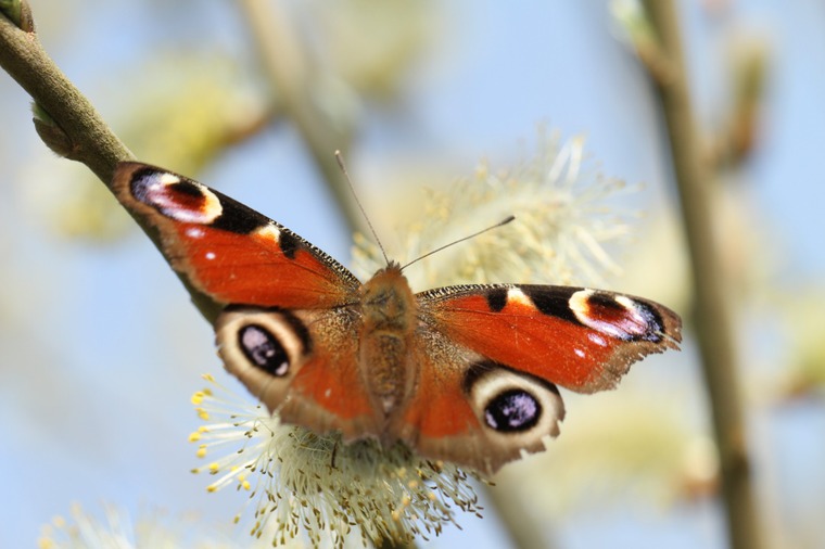 Papillon trouvé dans les prés enclusiens - photo de Stephan Speleers, 1er prix du concours de photographies de 2014