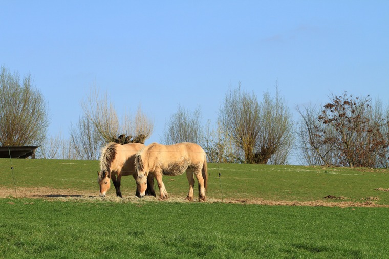 Chevaux dans les prés enclusiens - photo de Stephan Speleers, 1er prix du concours de photographies de 2014