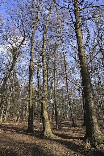 Forêt enclusienne dénudée - photo de Stephan Speleers, 1er prix du concours de photographies de 2014