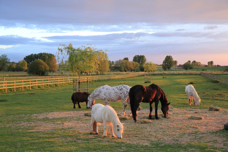 Chevaux et poneys dans les prés enclusiens (Russeignies) - photo de Stephan Speleers, 1er prix du concours de photographies de 2014