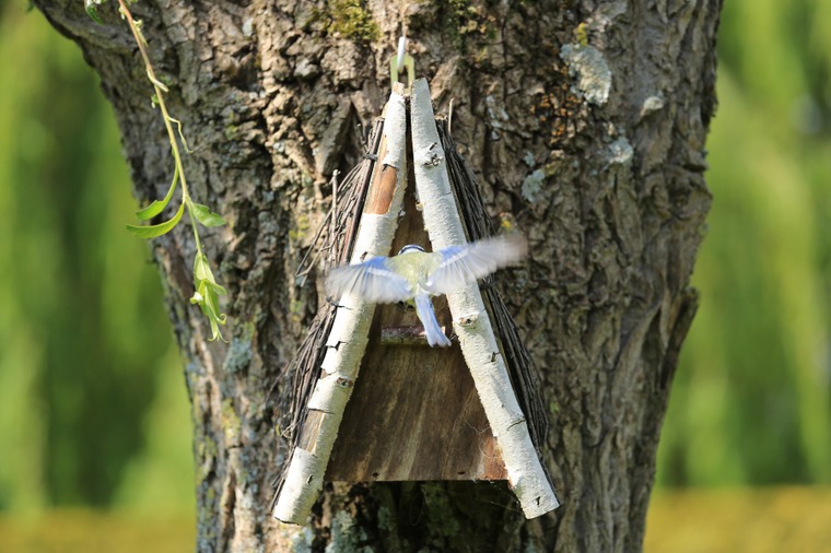Oiseau en plein vol - photo de Stephan Speleers, 1er prix du concours de photographies de 2014