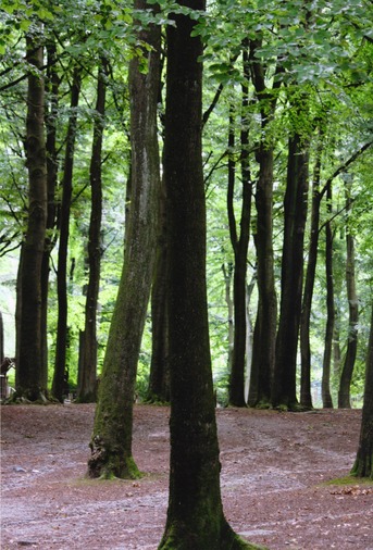 Arbres majestueux de la forêt enclusienne - photo de Marie Delforge, 3ème prix du concours de photographies de 2014