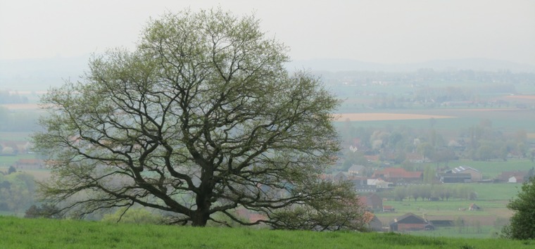 Arbre solitaire sur les hauteurs de Mont-de-l'Enclus - photo de Simone Guerre, 4ème prix du concours de photographies de 2014