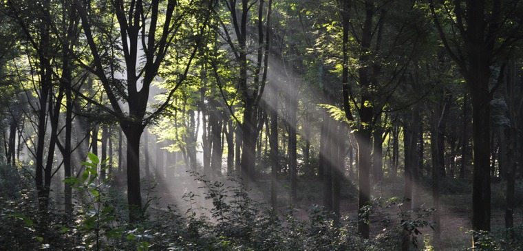 Effets de lumière dans la forêt enclusienne - photo de Simone Guerre, 4ème prix du concours de photographies de 2014