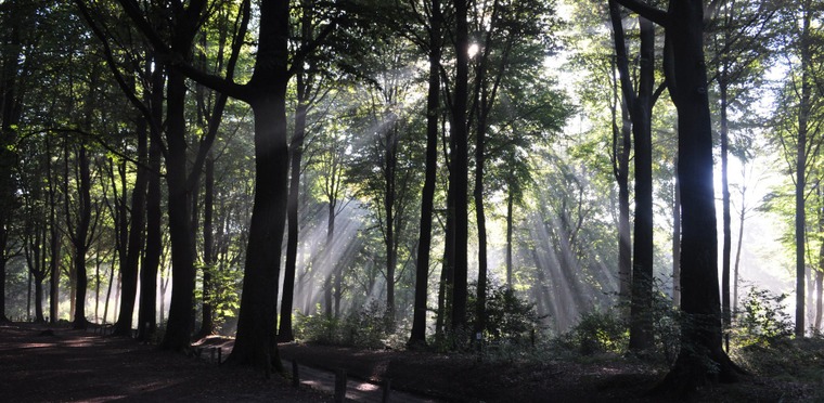 Lumière filtrant dans la forêt enclusienne - photo de Simone Guerre, 4ème prix du concours de photographies de 2014