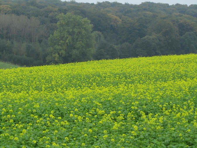 Champ fleuri bordant la forêt enclusienne - photo de Simone Guerre, 4ème prix du concours de photographies de 2014