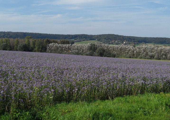 Vue d'un champ de fleurs dans le bas de Mont-de-l'Enclus - photo de Filip Oosterlynck, 5ème prix du concours de photographies de 2014