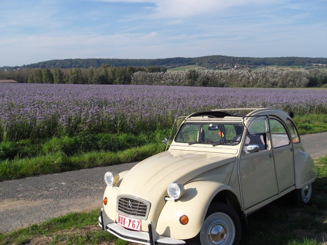 Vue d'un champ de fleurs dans le bas de Mont-de-l'Enclus avec Coccinelle - photo de Filip Oosterlynck, 5ème prix du concours de photographies de 2014