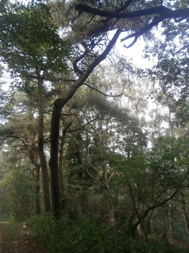 A l'ombre des arbres de la forêt enclusienne... - Photo de Nicolas Deryckere