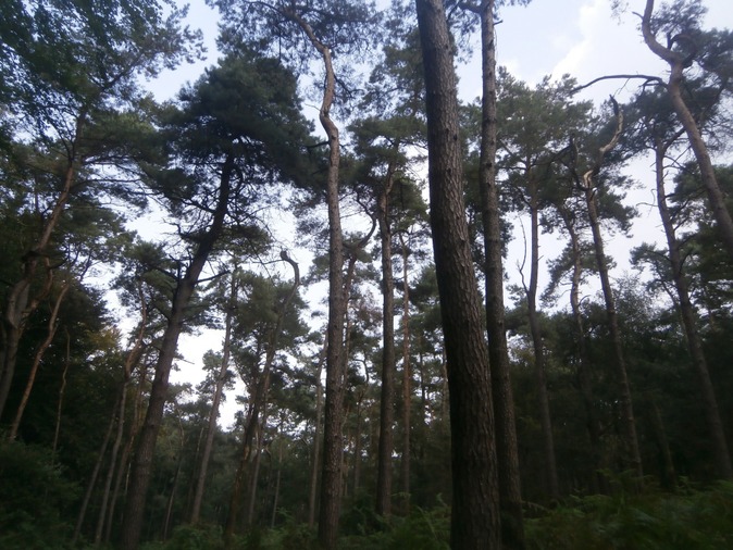 En se baladant dans la forêt enclusienne... - Photo de Nicolas Deryckere