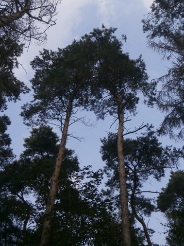 Majesté de la forêt enclusienne - Photo de Nicolas Deryckere