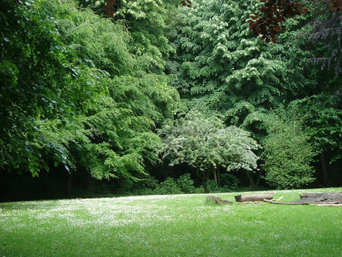 Clairière dans les forêts enclusiennes - Photo d'Yvette Rabo